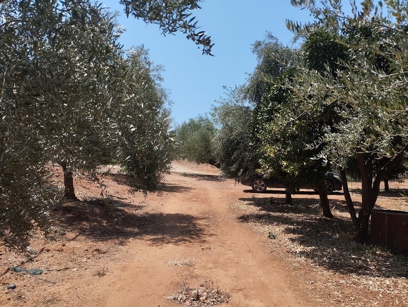 Olivenland zum kaufen Nähe Gargaliani