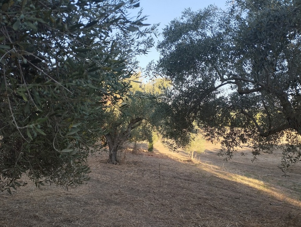 Olivenland zum kaufen in Tragana Messinia