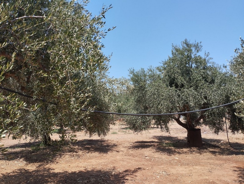 Olivenland zum kaufen Nähe Gargaliani