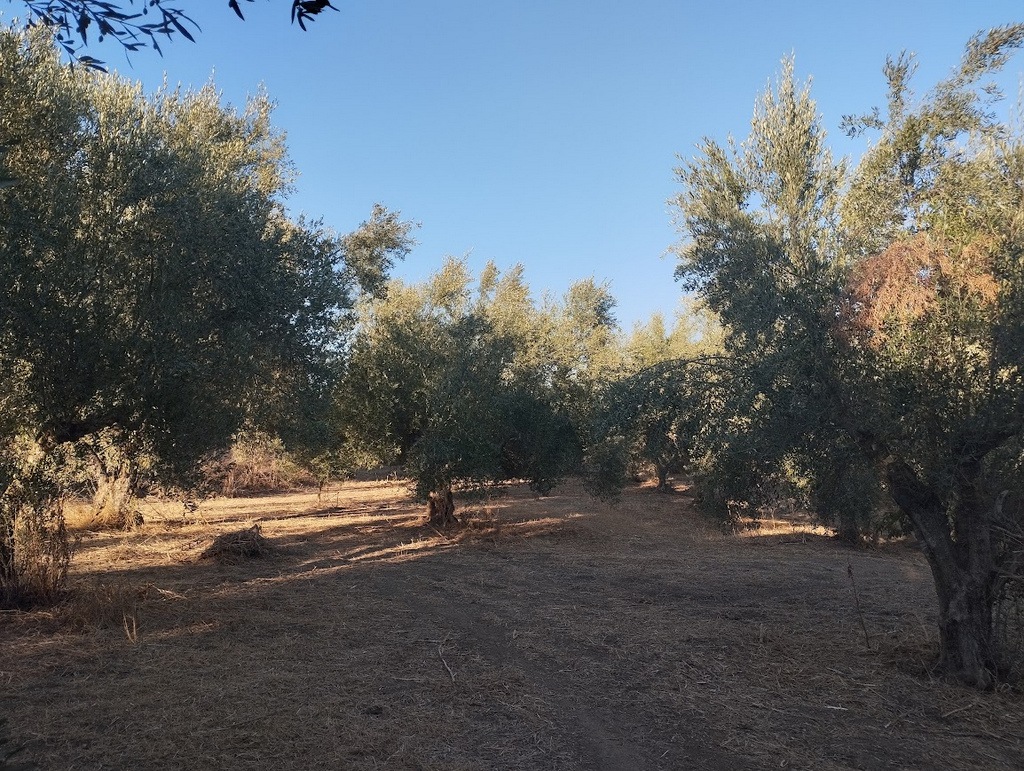 Olivenland zum kaufen in Tragana Messinia