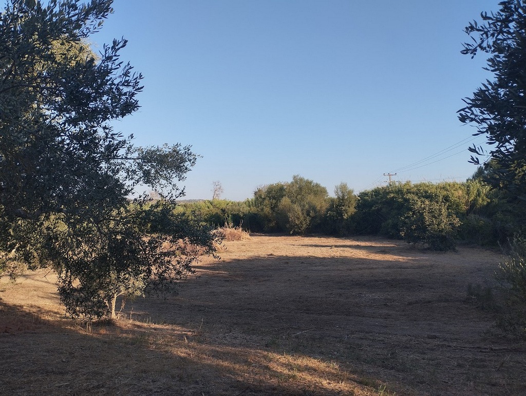 Olivenland zum kaufen in Tragana Messinia