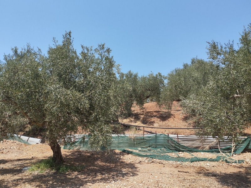 Olivenland zum kaufen Nähe Gargaliani
