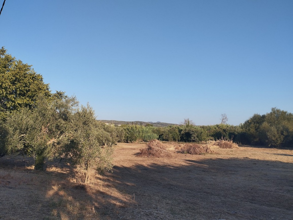 Olivenland zum kaufen in Tragana Messinia