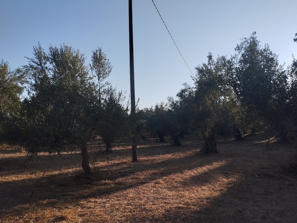 Olivenland zum kaufen in Tragana Messinia