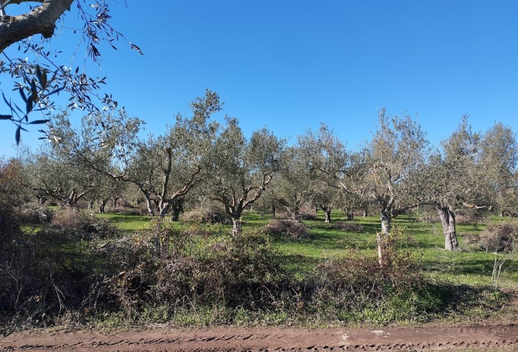 Olivenland zum kaufen in Petrochori Messenien