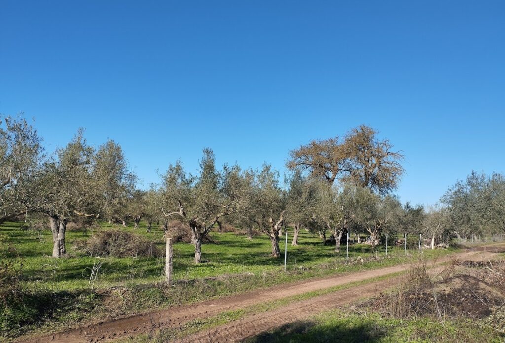 Olivenland zum kaufen in Petrochori Messenien