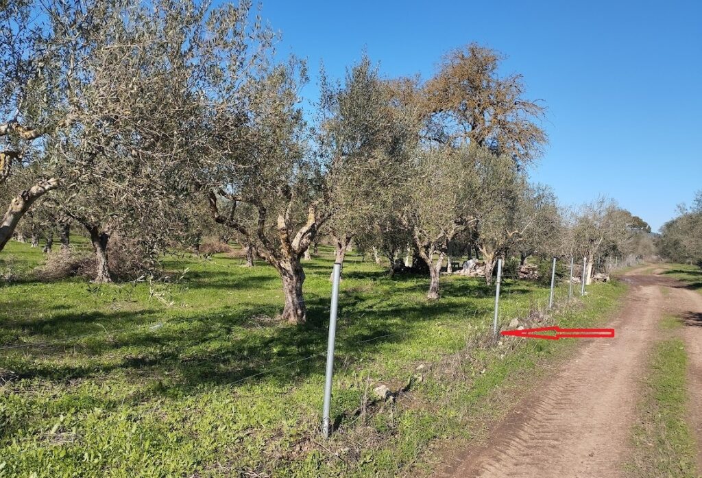 Olivenland zum kaufen in Petrochori Messenien