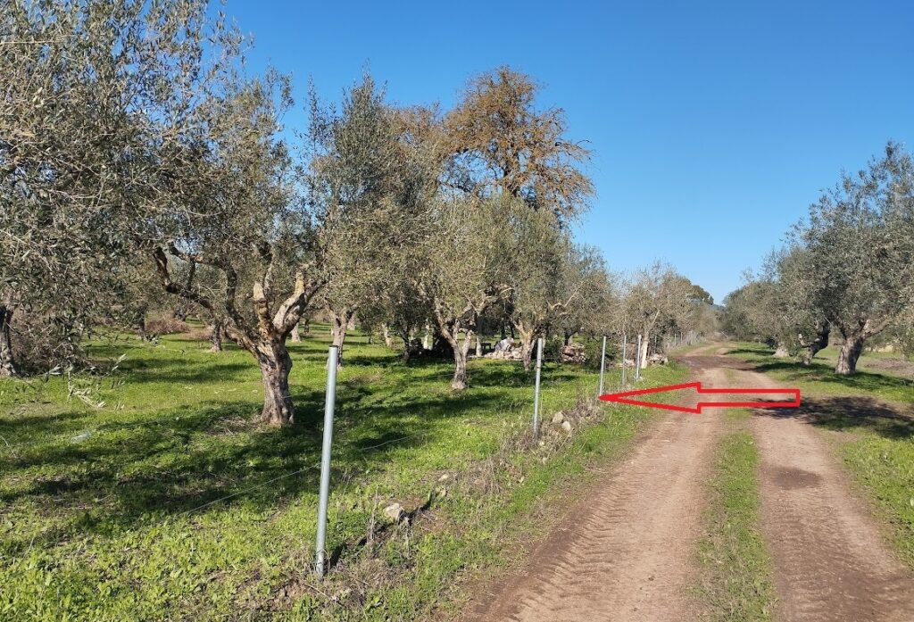 Olivenland zum kaufen in Petrochori Messenien