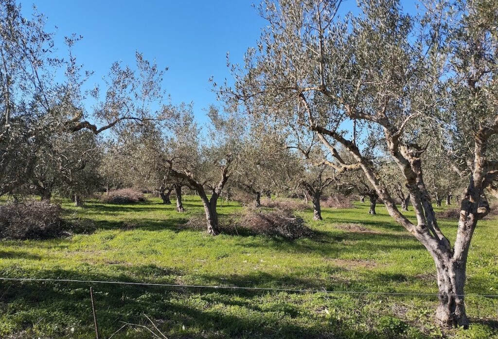 Olivenland zum kaufen in Petrochori Messenien