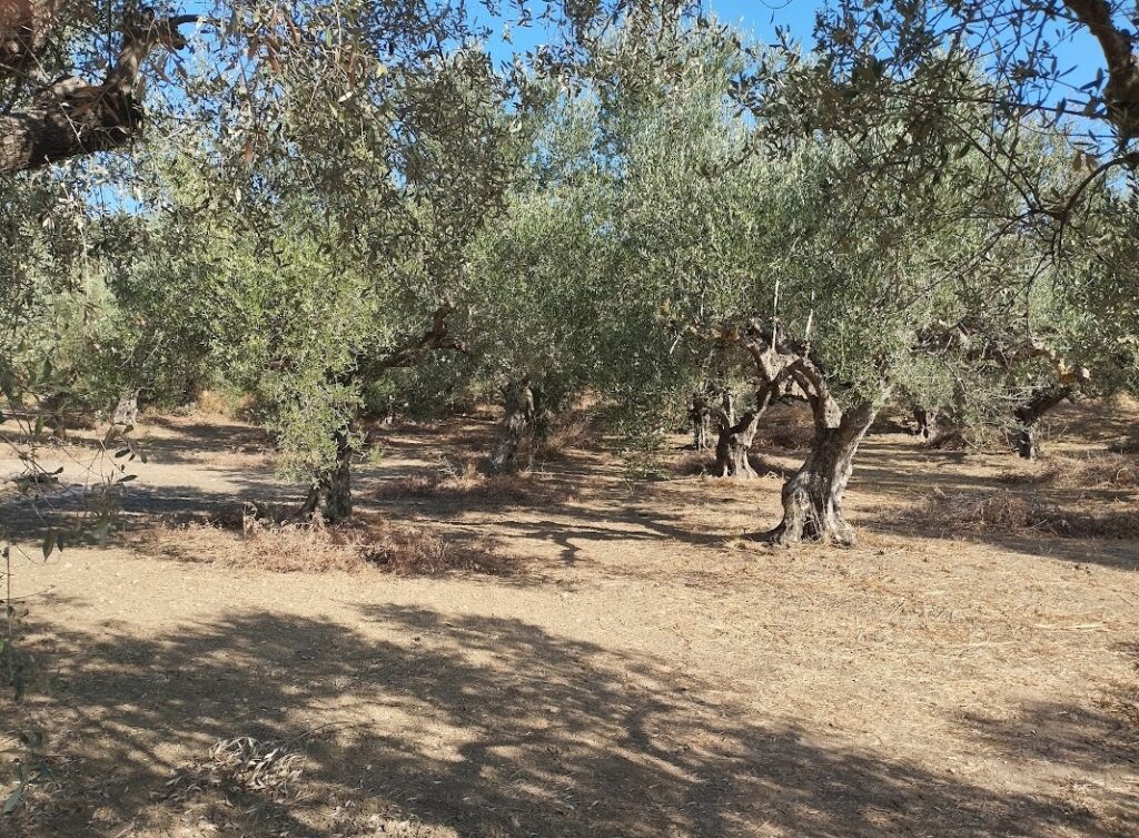 Grundstück in Tragana Messenien zu verkaufen