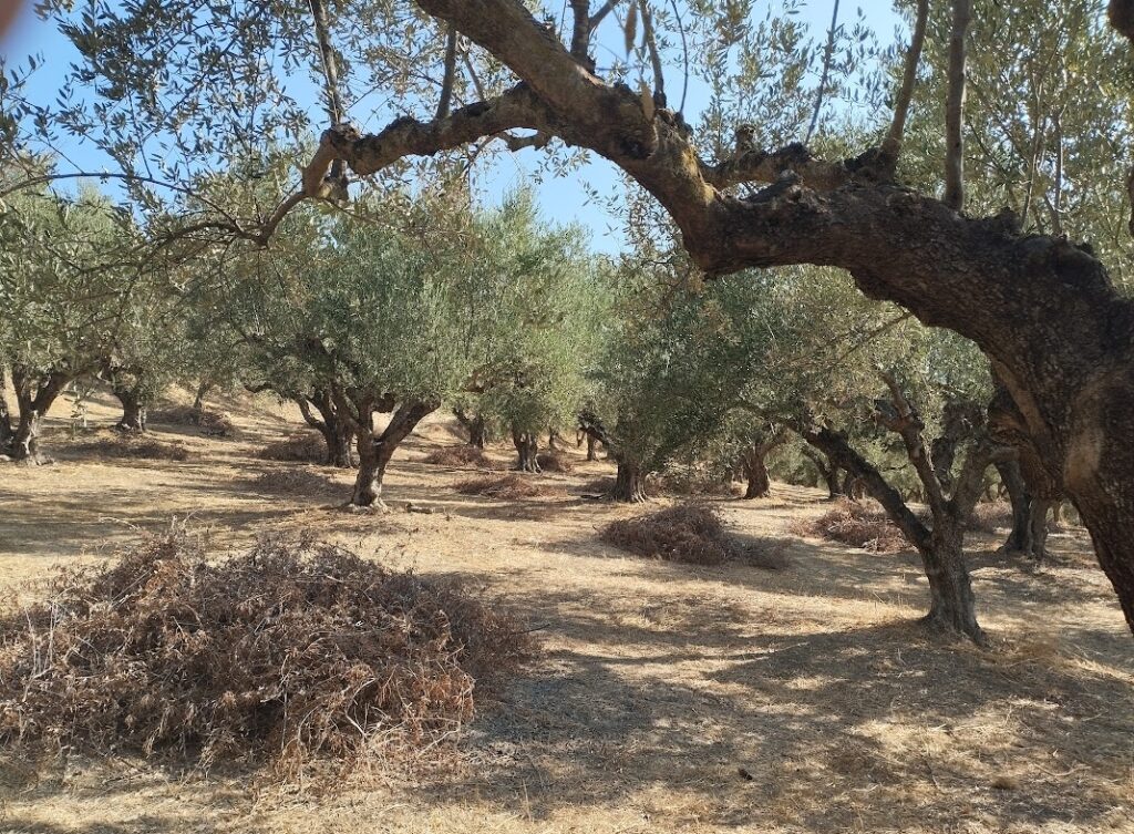 Grundstück in Tragana Messenien zu verkaufen