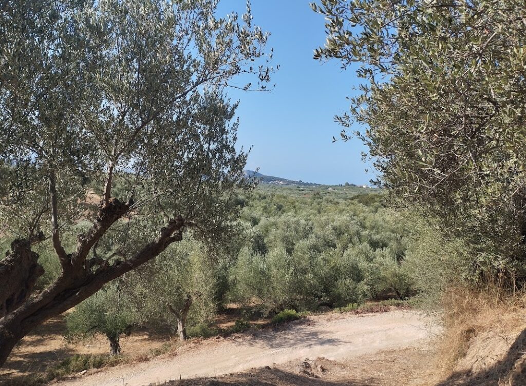 Grundstück in Tragana Messenien zu verkaufen