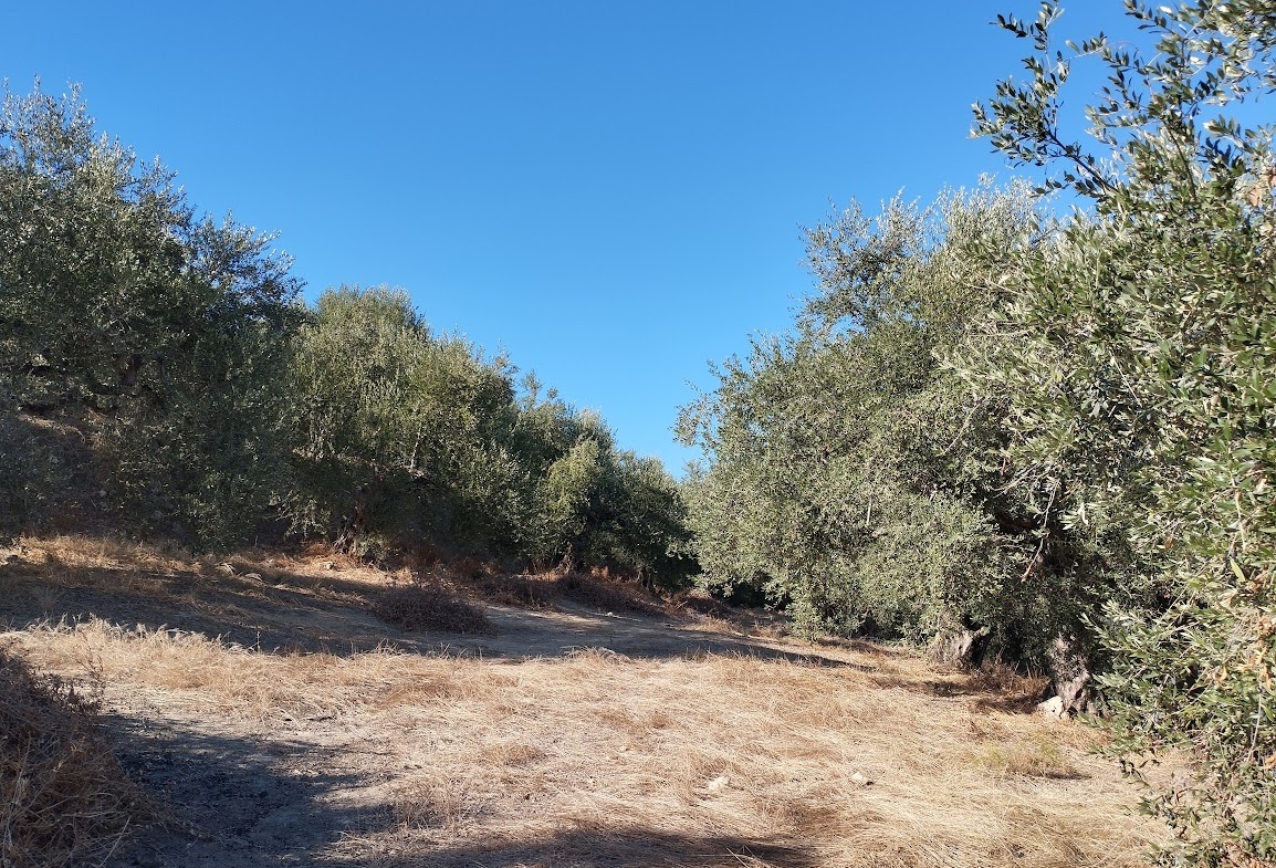 Olivenhain in Ampelofyto Messenien zu verkaufen