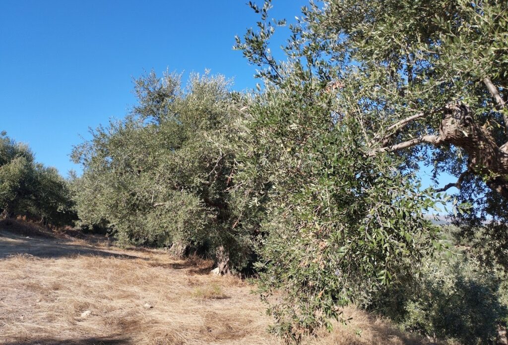Olivenhain in Ampelofyto Messenien zu verkaufen