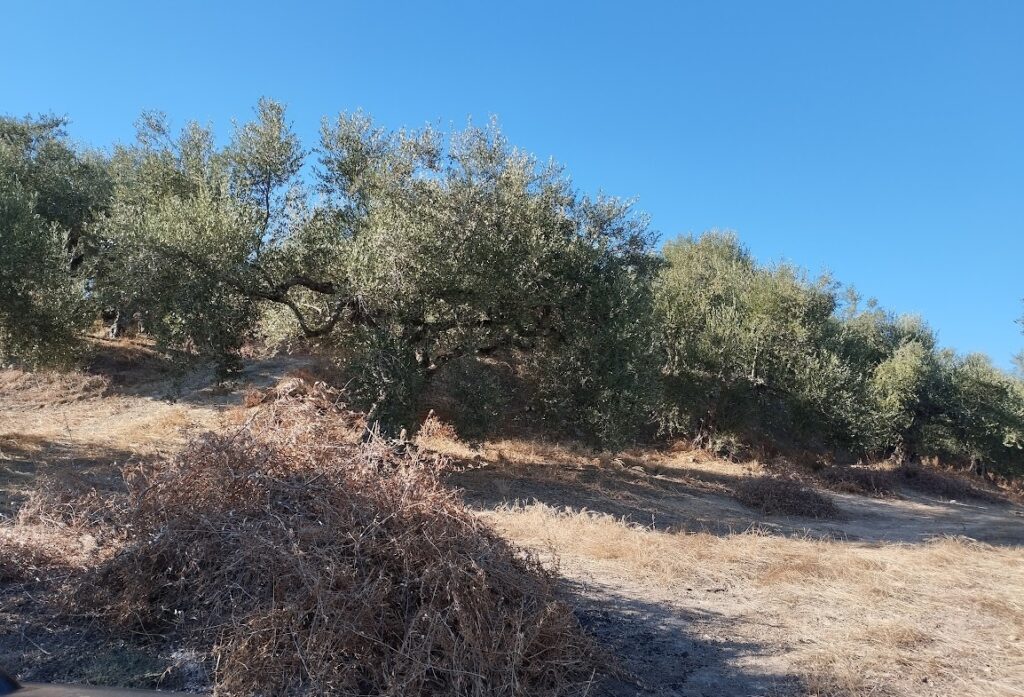 Olivenhain in Ampelofyto Messenien zu verkaufen