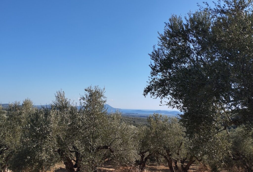 Olivenhain in Ampelofyto Messenien zu verkaufen