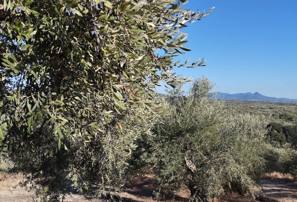 Olivenhain in Ampelofyto Messenien zu verkaufen