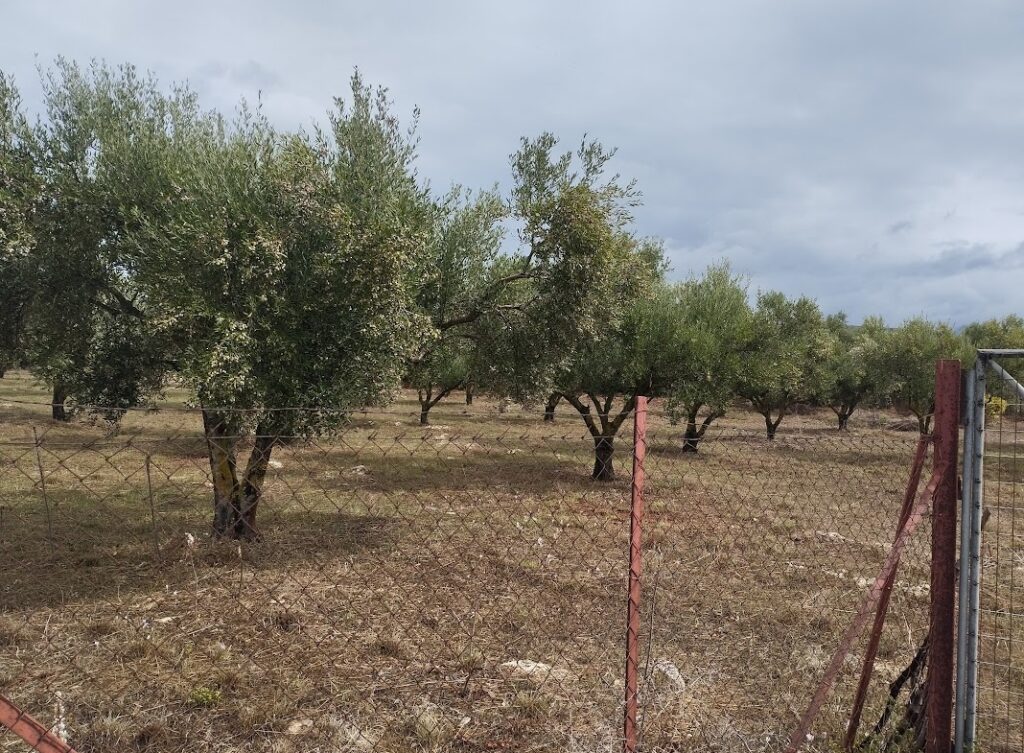 Grundstück in Agia Kyriaki