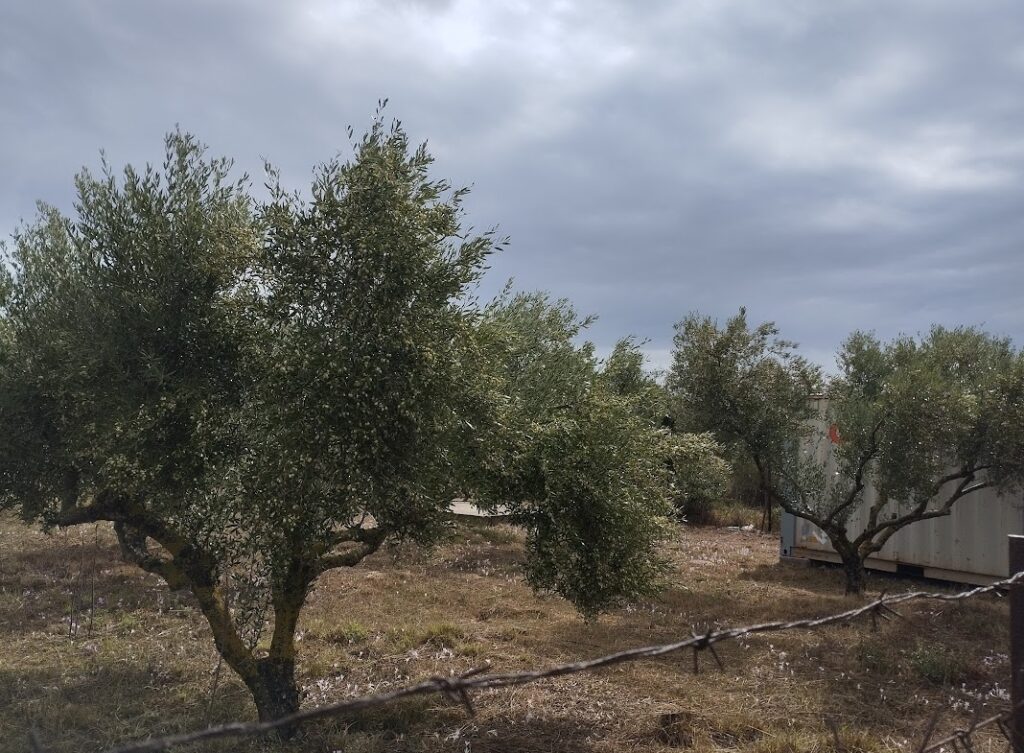 Grundstück in Agia Kyriaki
